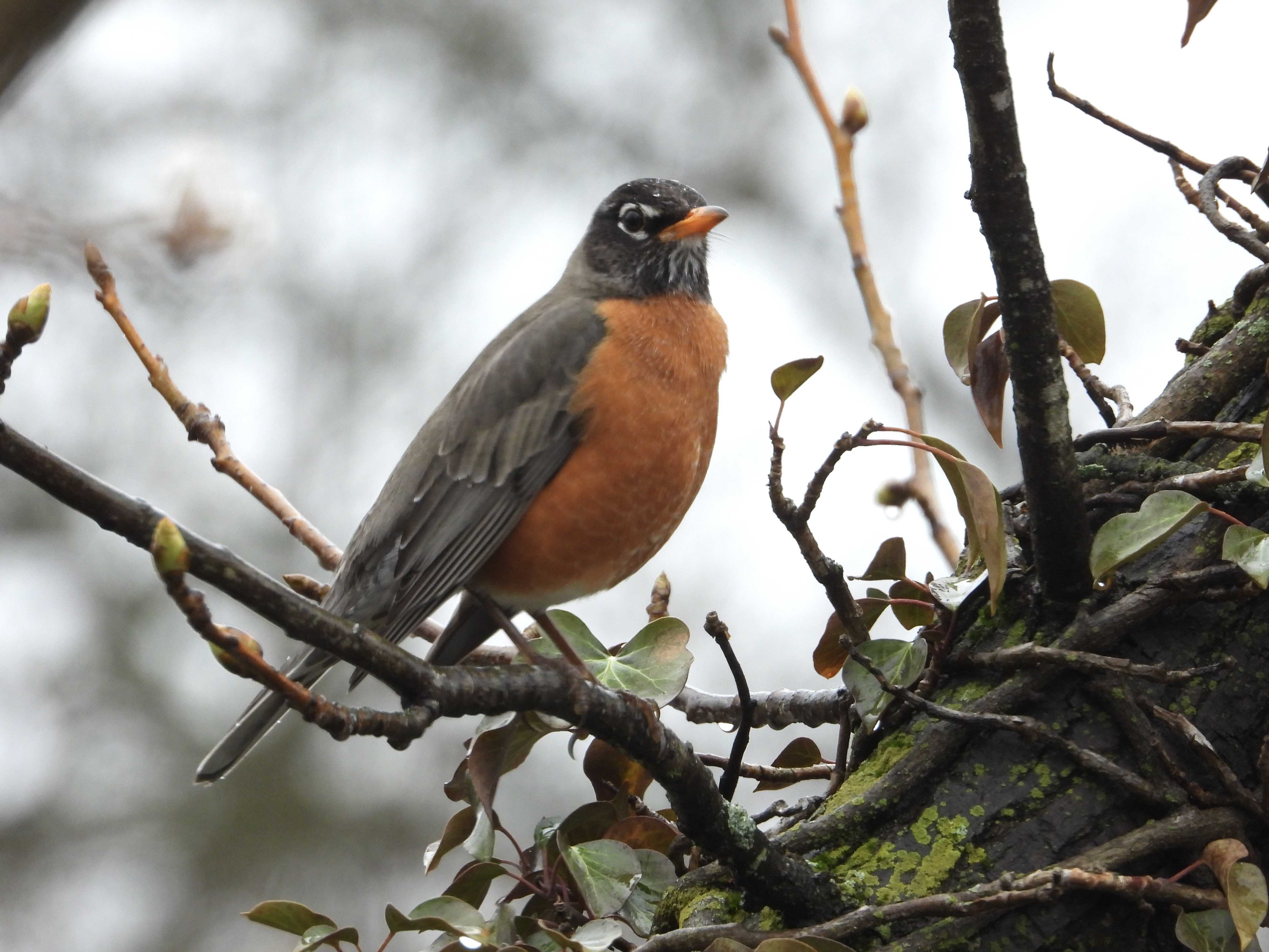 American Robin